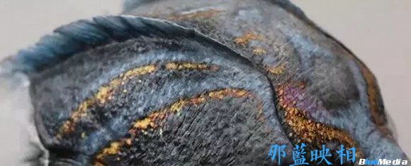 电影:奥斯卡最佳影片《水形物语》揭秘之人鱼特效化妆(图8) 电影:奥斯卡最佳影片《水形物语》揭秘之人鱼特效化妆(图8)