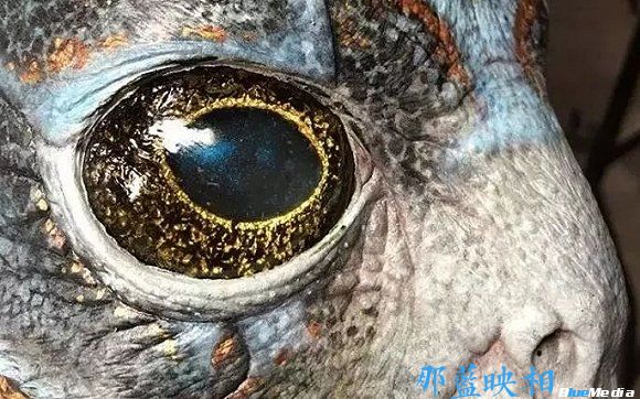 电影:奥斯卡最佳影片《水形物语》揭秘之人鱼特效化妆(图9) 电影:奥斯卡最佳影片《水形物语》揭秘之人鱼特效化妆(图9)